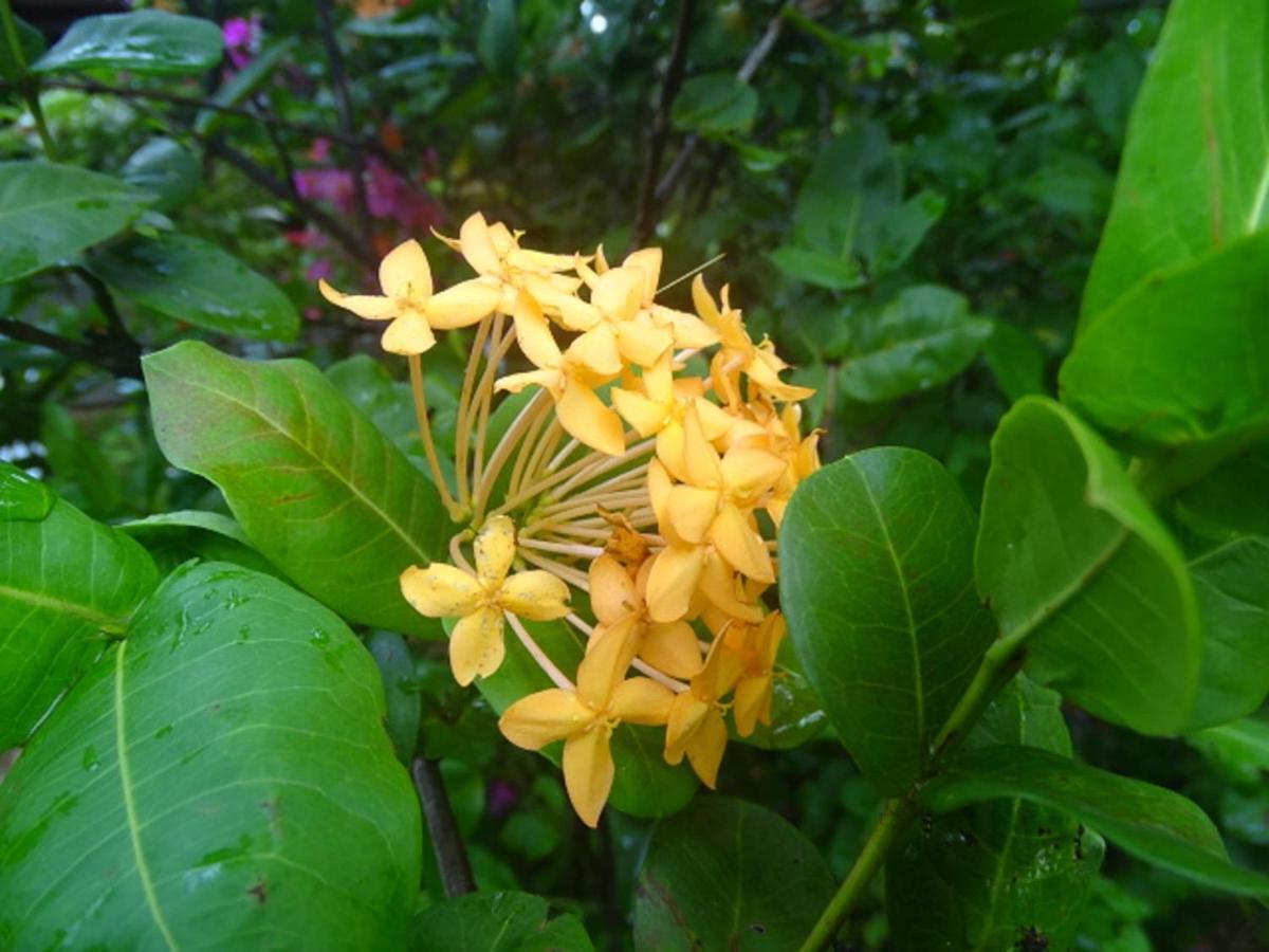 Sigiriya Camellia Home Stay Buitenkant foto