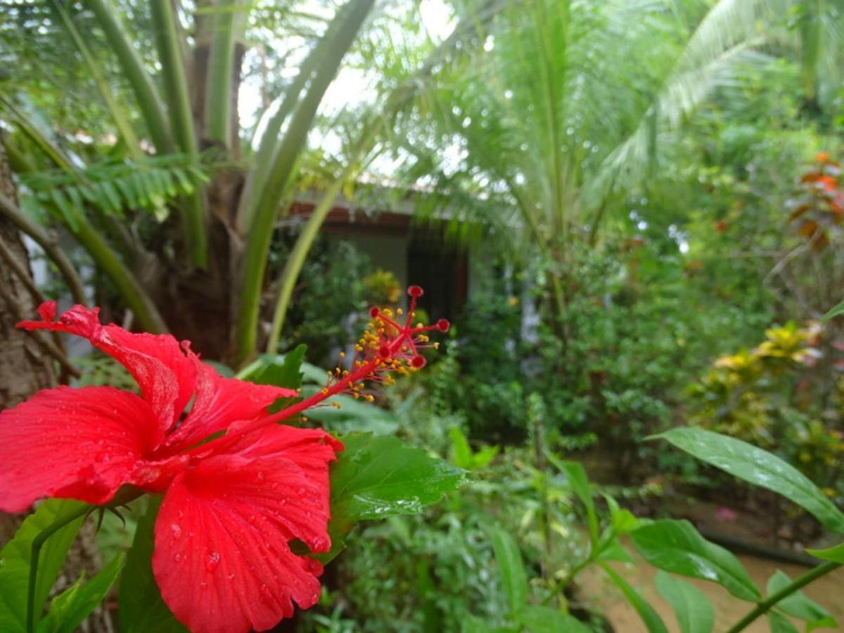 Sigiriya Camellia Home Stay Buitenkant foto